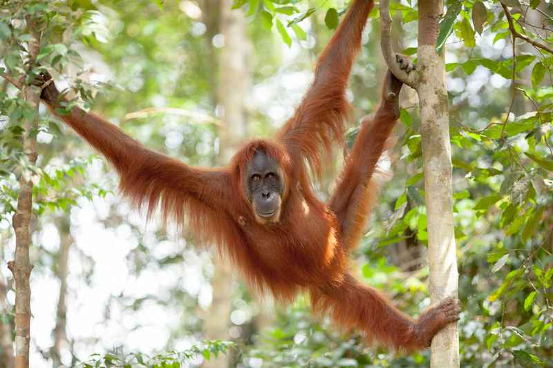 Orang-Utan im Dschungel von Bukit Lawang Indonesien