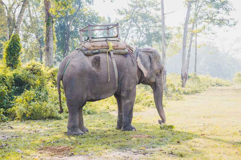 Elephants walking through Chitwan National Park Nepal
