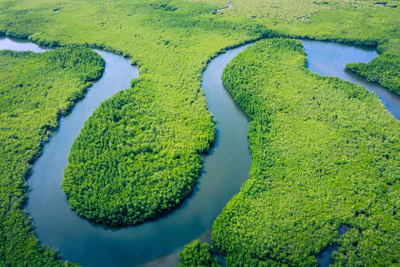 Amazon rainforest river and jungle in Peru