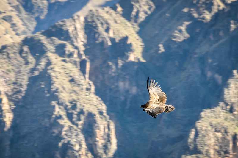 Condors flying over Colca Canyon Peru